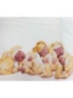 completo lenzuola lettino 100% cotone
